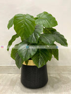 Pothos Plant (PL1020) With Planter
