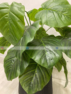 Pothos Plant (PL1020) With Planter
