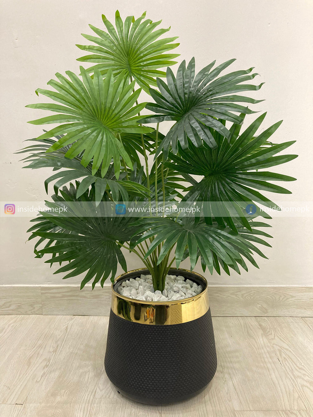 Fan Palm Plant (PL1021) With Planter