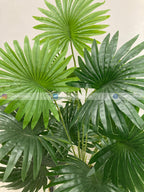 Fan Palm Plant (PL1021) With Planter