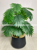 Palm Plant (PL1022) With Planter