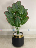 Banana Plant (PL1023) With Planter