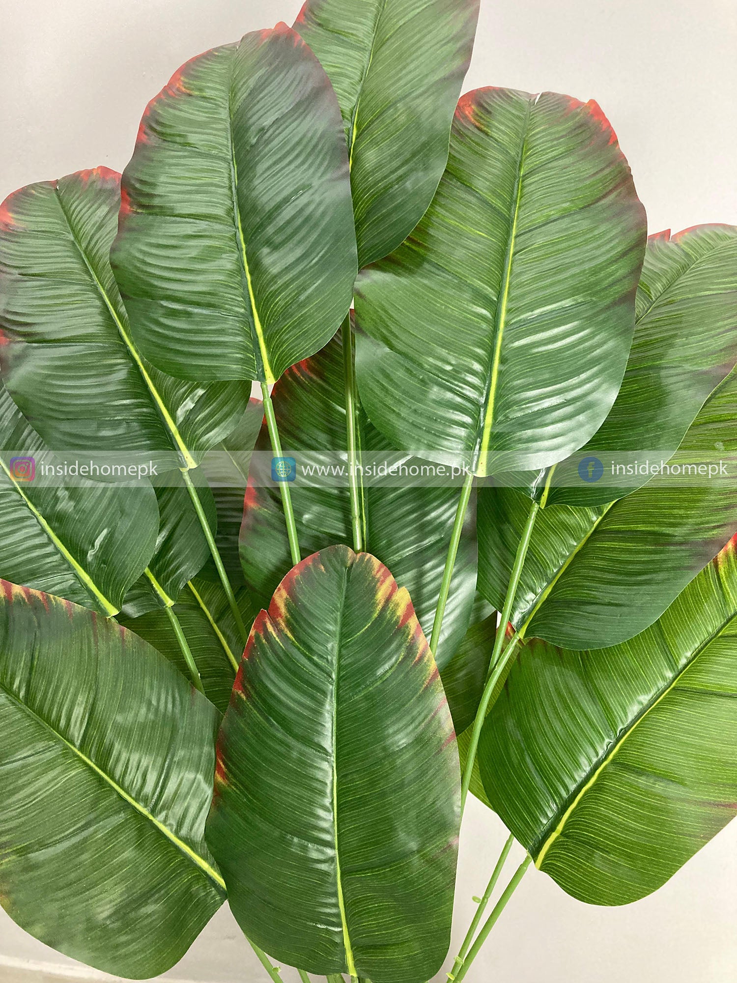 Banana Plant (PL1023) With Planter