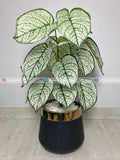 Caladium Plant (PL1024) With Planter