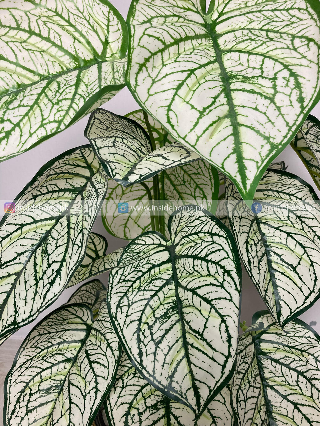 Caladium Plant (PL1024) With Planter