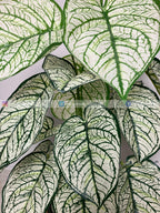 Caladium Plant (PL1024) With Planter
