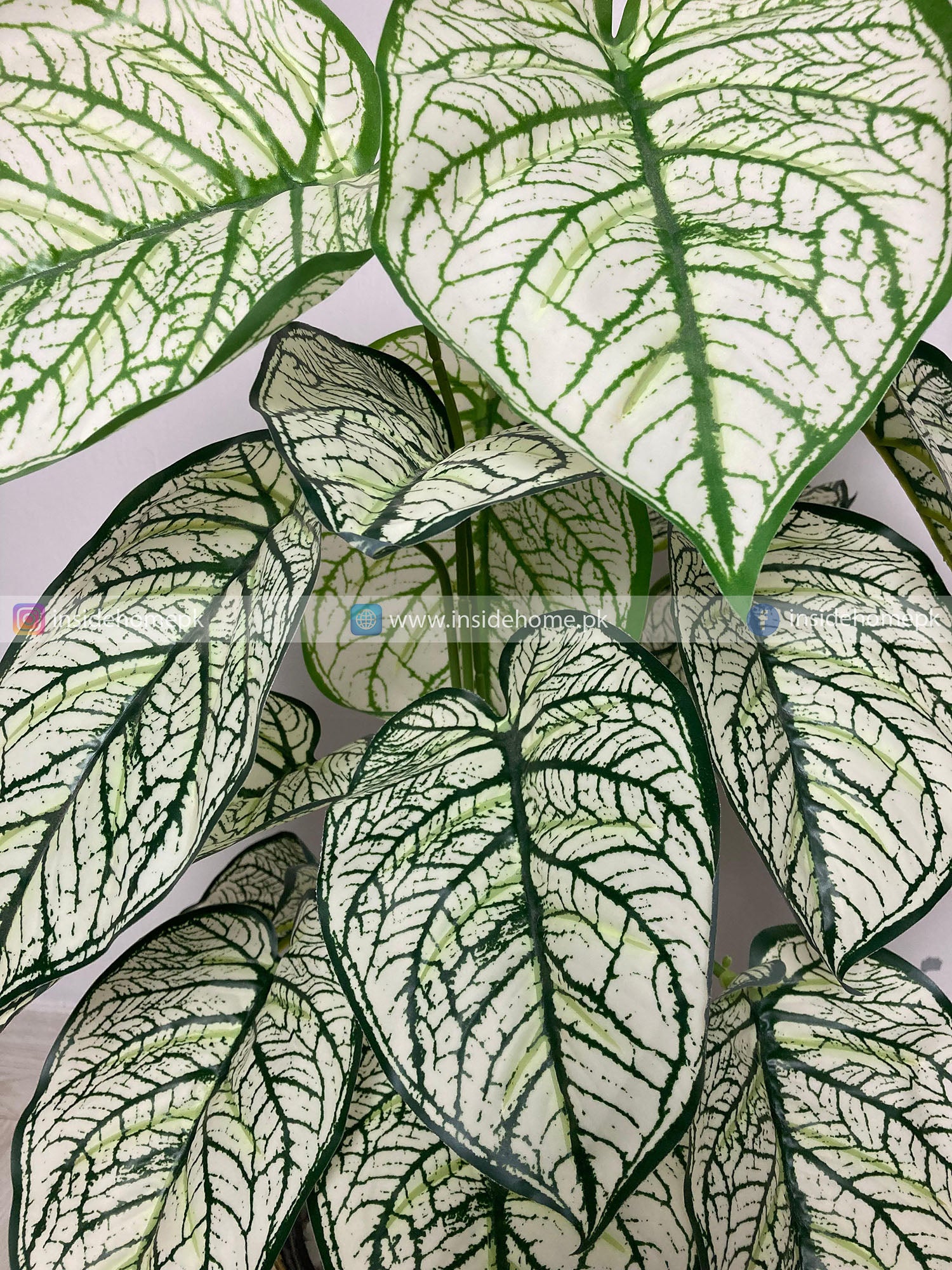 Caladium Plant (PL1024) With Planter