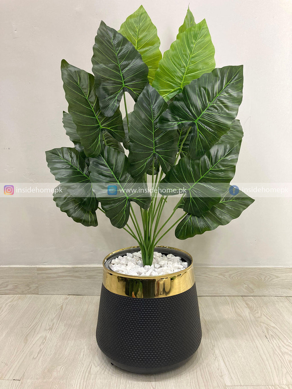 Caladium Plant (PL1025) With Planter