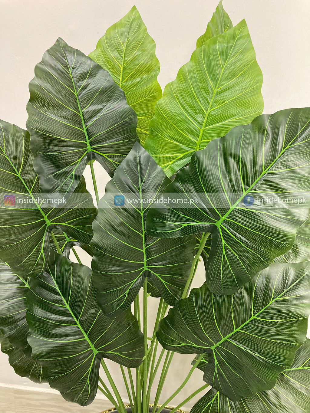 Caladium Plant (PL1025) With Planter