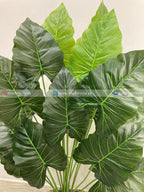 Caladium Plant (PL1025) With Planter