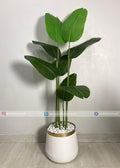Banana Plant (PL1032) With Planter