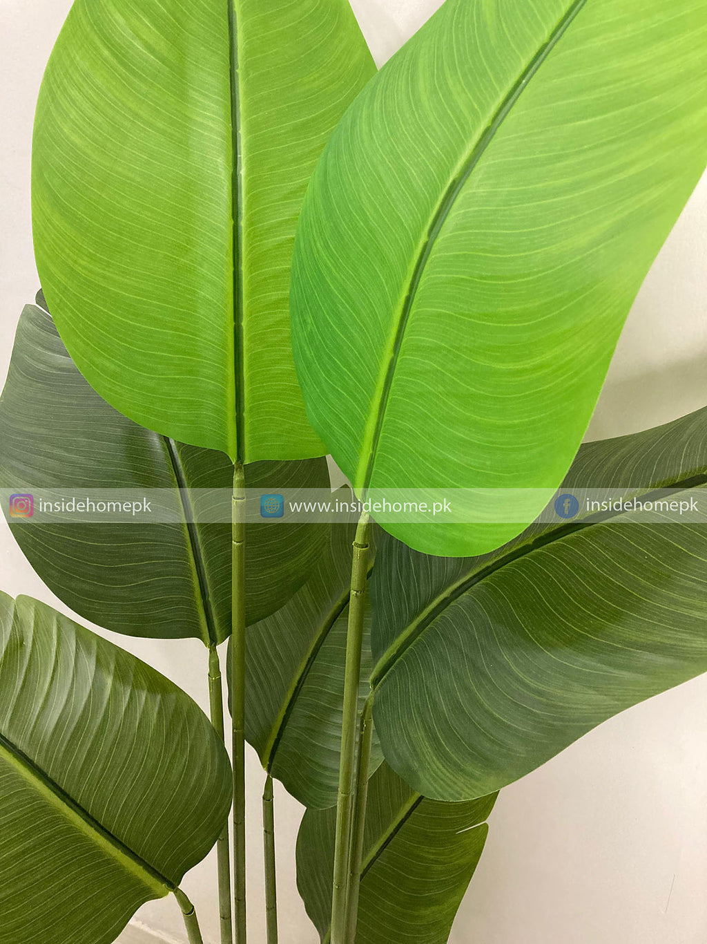 Banana Plant (PL1032) With Planter