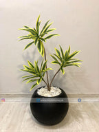 Dracaena Plant (PL1038) With Planter