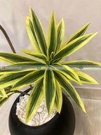 Dracaena Plant (PL1038) With Planter