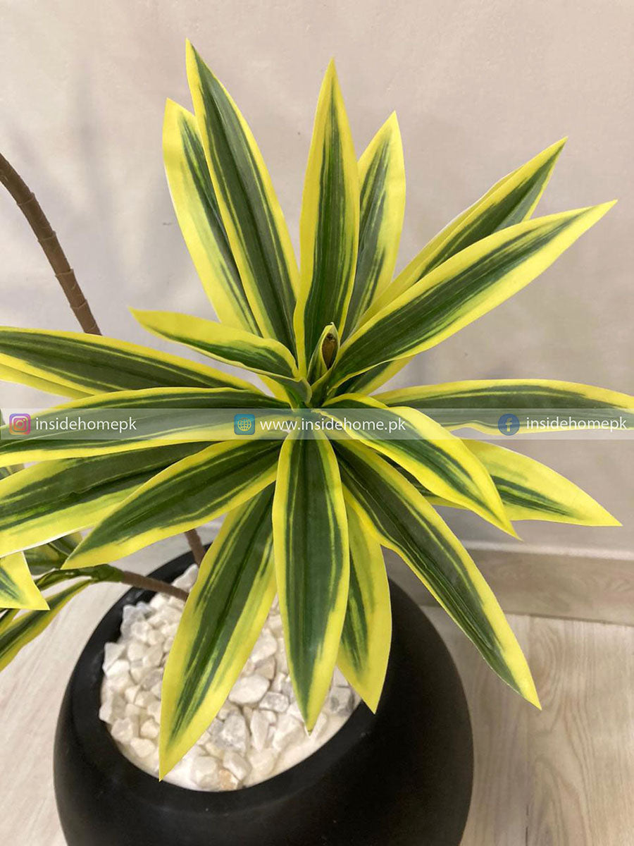 Dracaena Plant (PL1038) With Planter