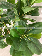 Fiddle Leaf Plant (PL1039) With Planter