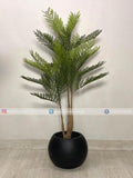 Amli Plant (PL1046) With Planter