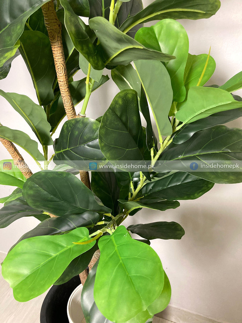 Fiddle Leaf Plant (PL1047) With Planter