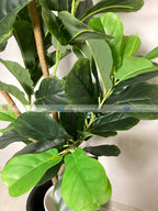 Fiddle Leaf Plant (PL1047) With Planter
