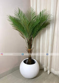 Bottal Palm (PL1049) With Planter