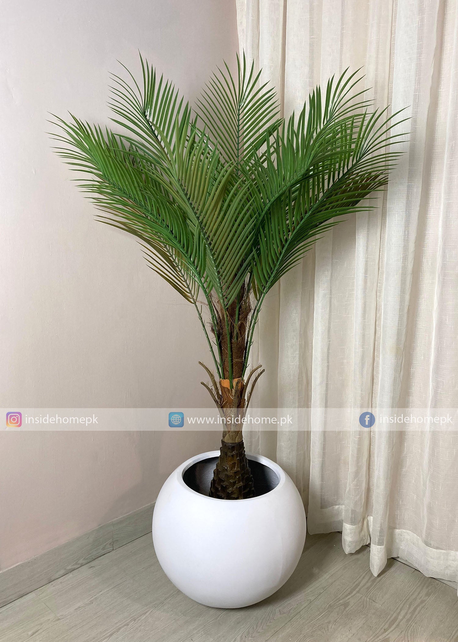 Bottal Palm (PL1049) With Planter