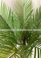 Bottal Palm (PL1049) With Planter