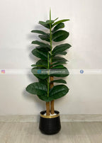 Ficus Lyrata Plant (PL1050) With Planter