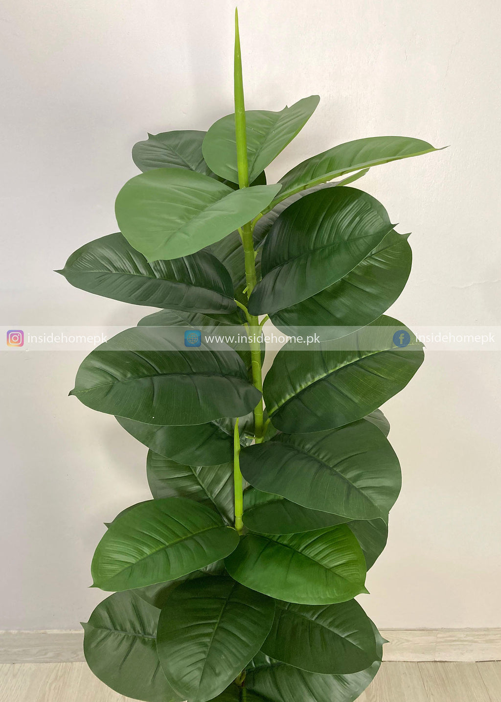 Ficus Lyrata Plant (PL1050) With Planter
