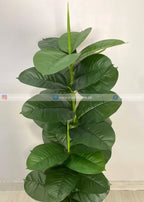 Ficus Lyrata Plant (PL1050) With Planter
