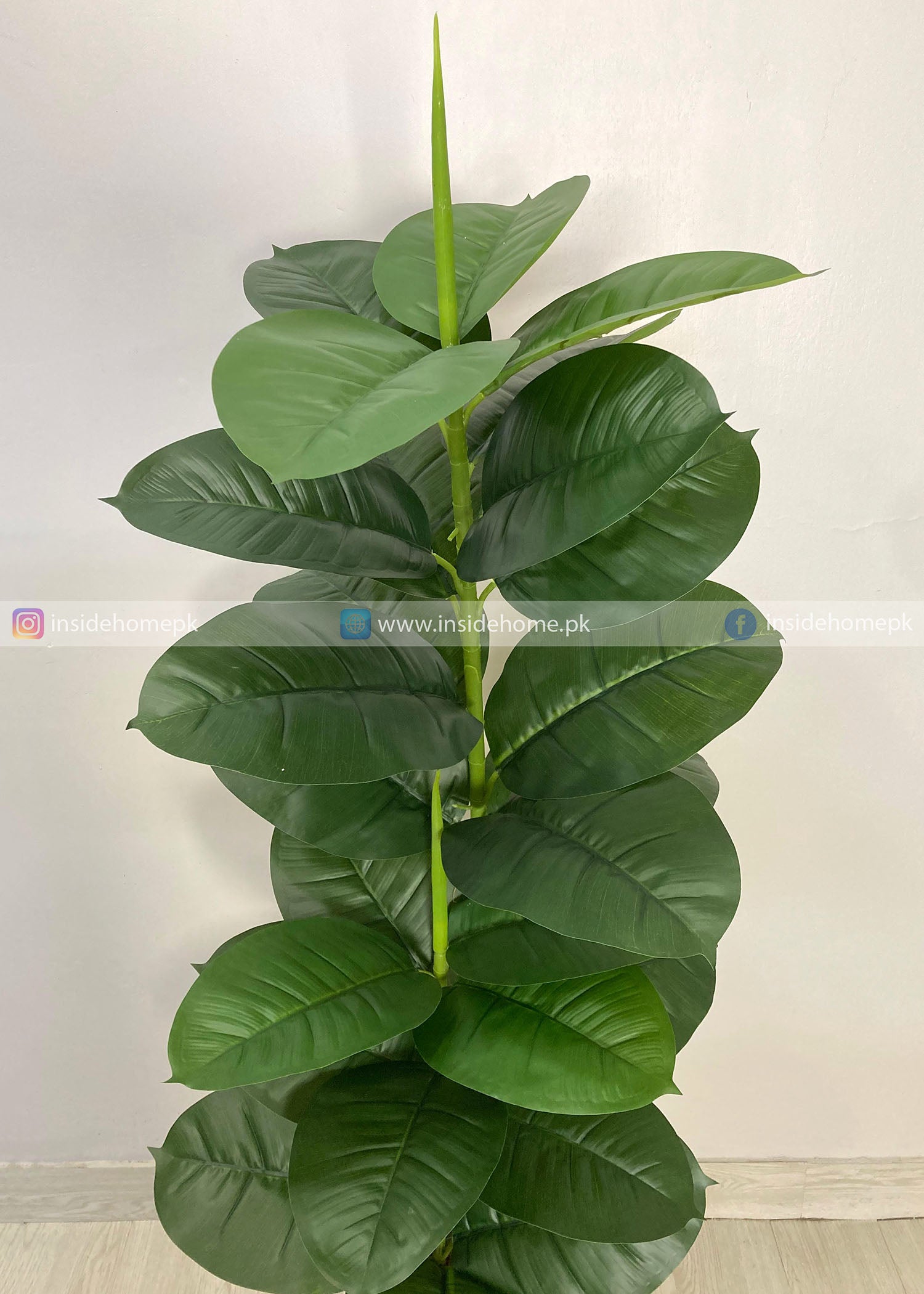 Ficus Lyrata Plant (PL1050) With Planter