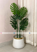 Monstera Plant (PL1053) With Planter