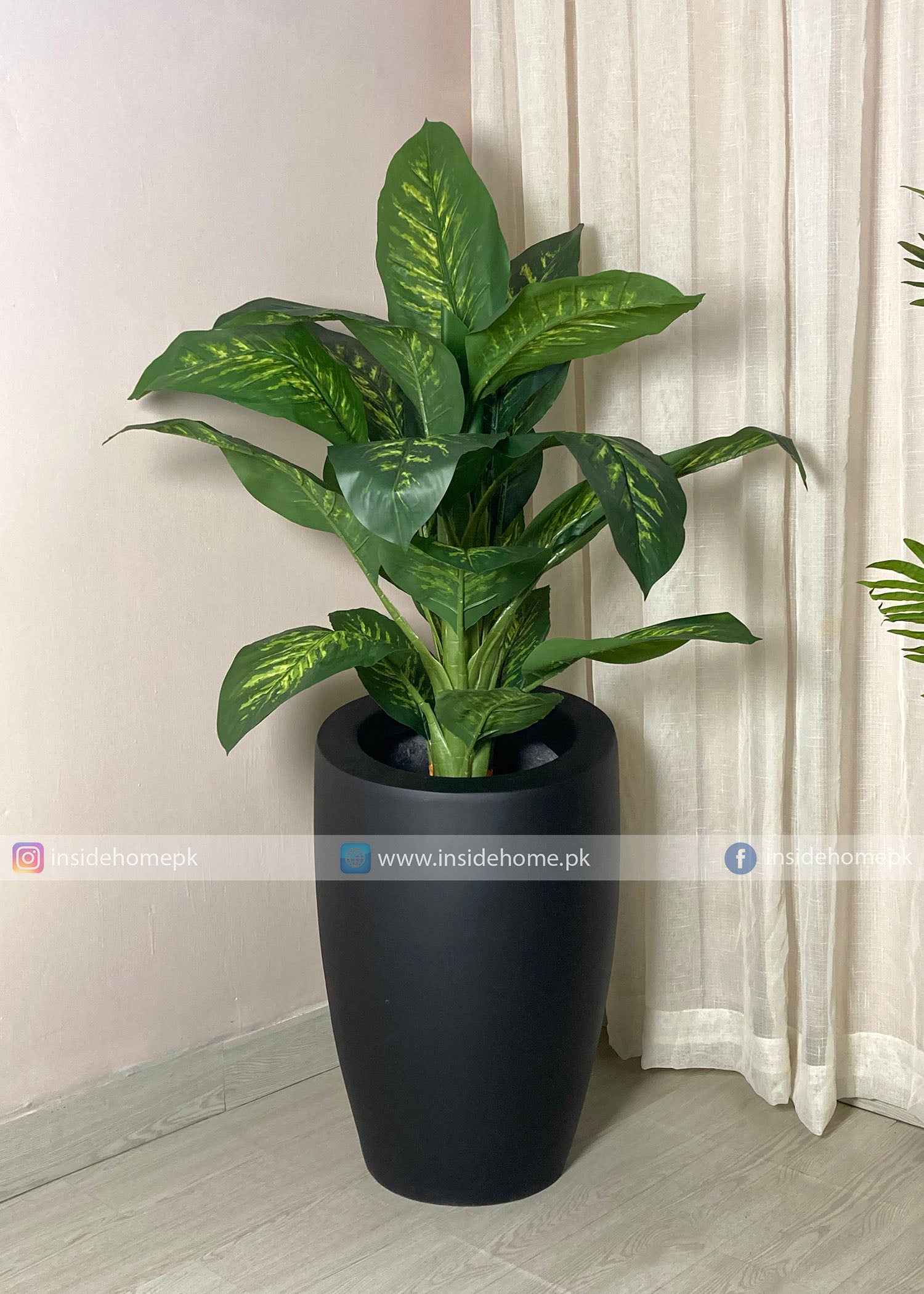 Dieffenbachia Plant (PL1054) With Planter