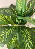 Dieffenbachia Plant (PL1054) With Planter
