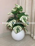 Monstera Plant (PL1055)