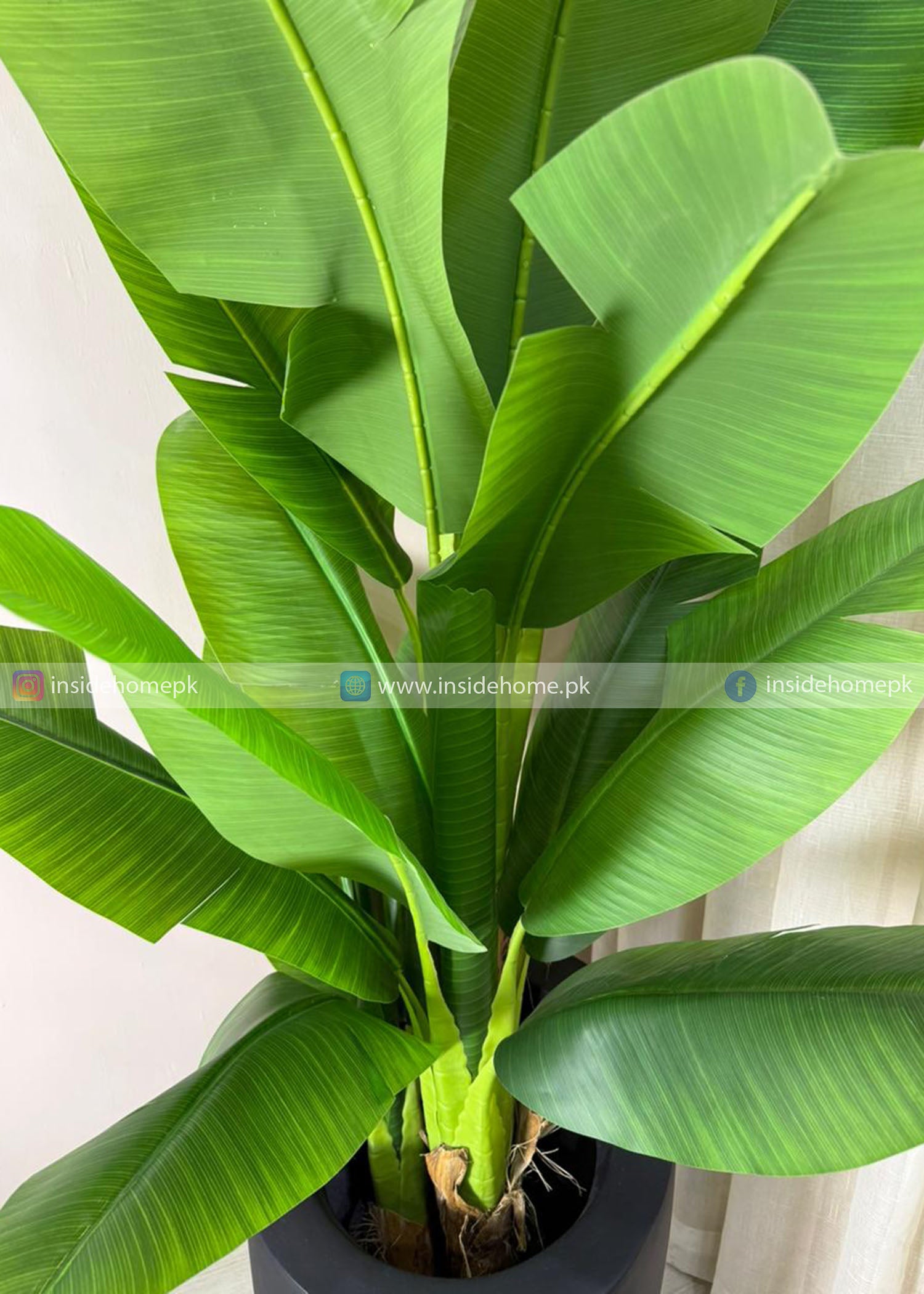 Bambo Banana Plant (PL1056) With Planter