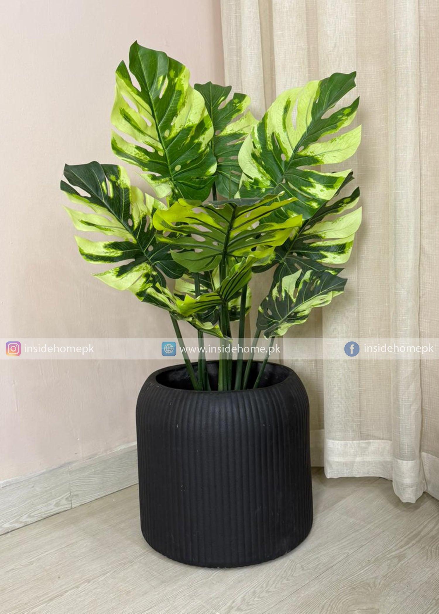 Monstera Plant (PL1059) With Planter