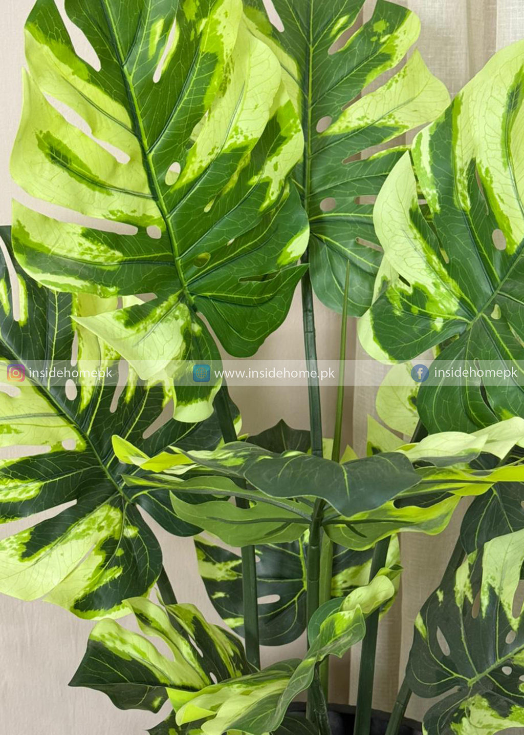 Monstera Plant (PL1059) With Planter