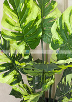 Monstera Plant (PL1059) With Planter