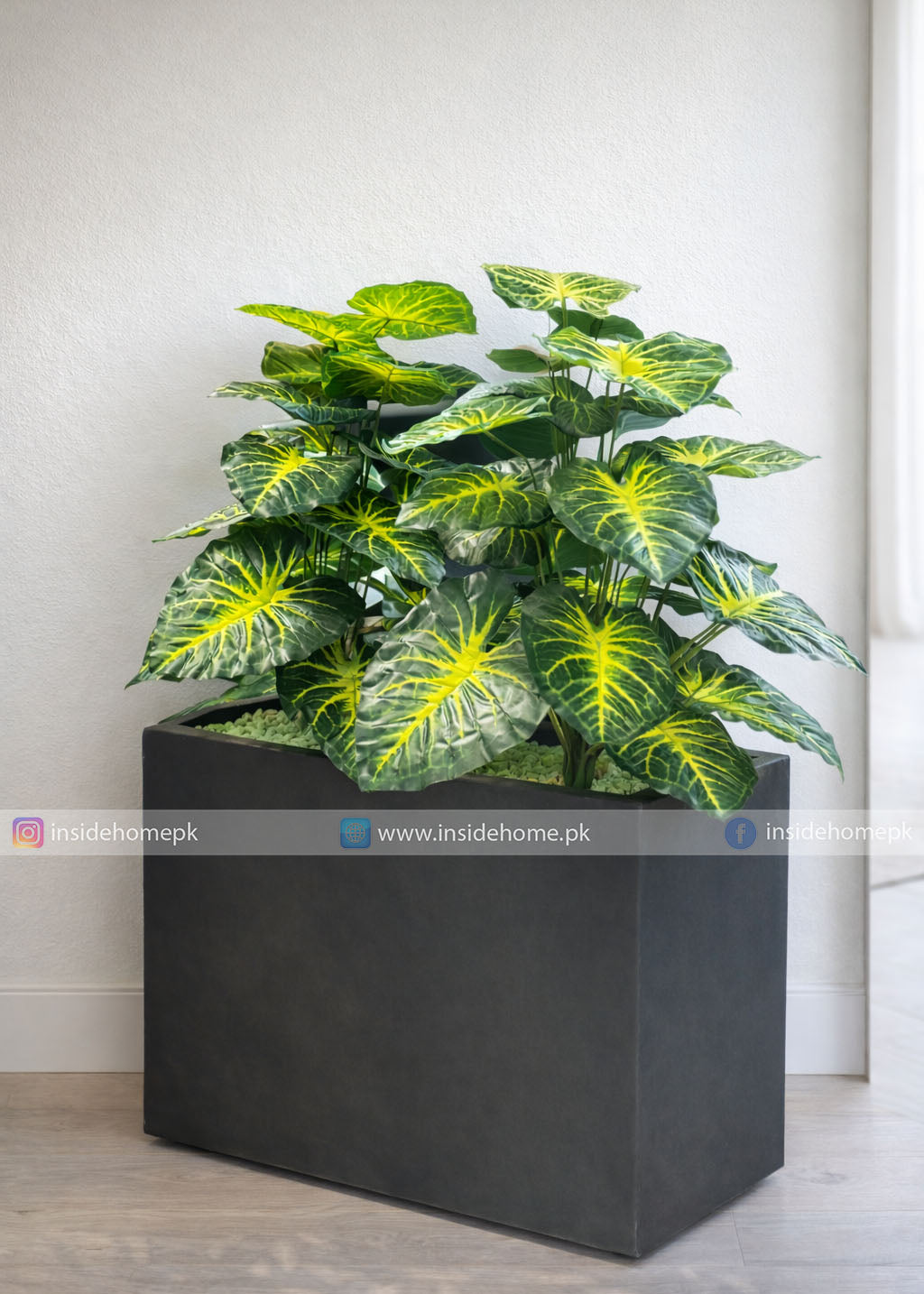 Money Plant (PL1061) With Planter