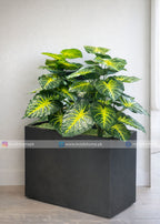 Money Plant (PL1061) With Planter