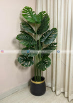 Monstera Plant (PL1063) With Planter