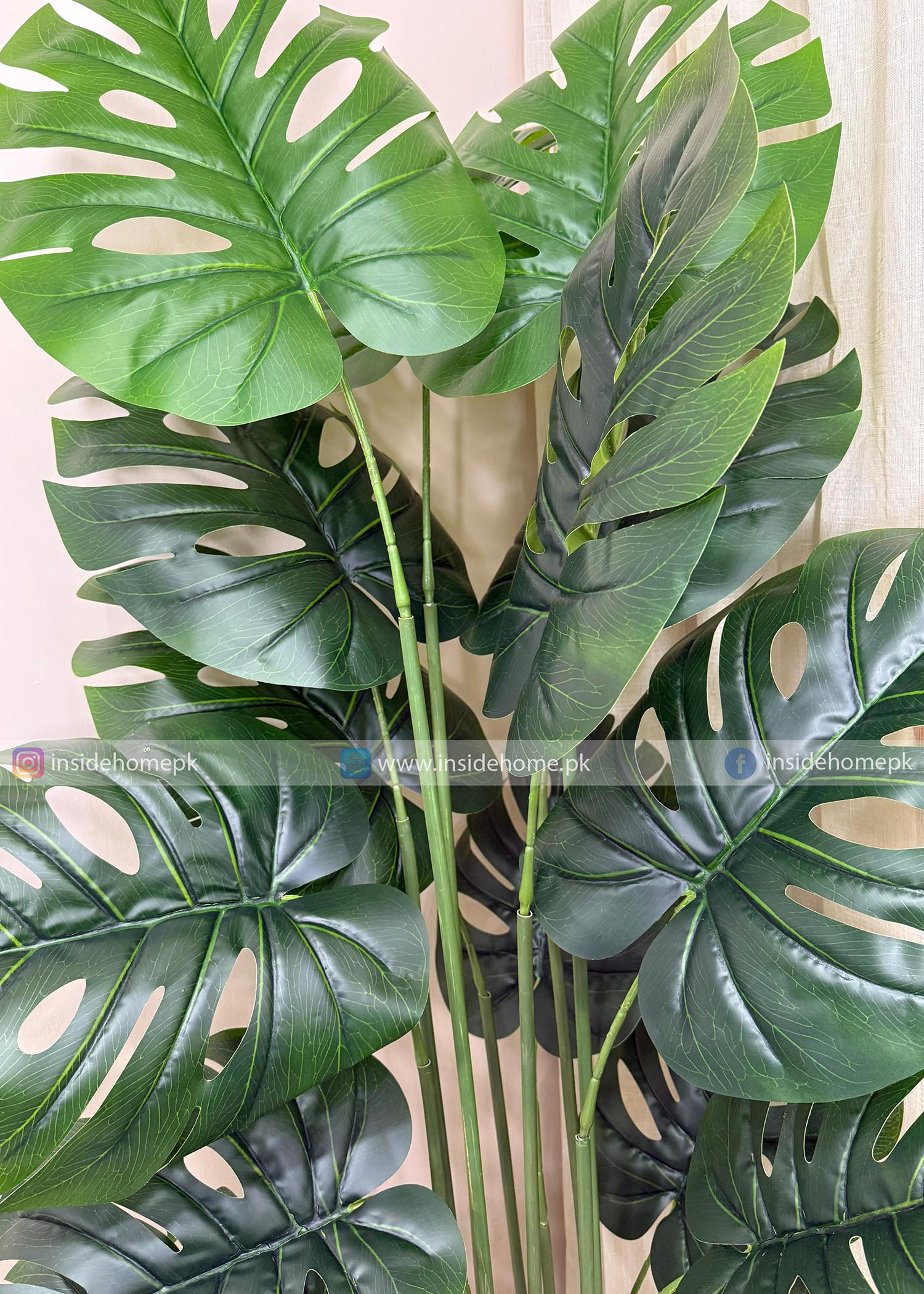 Monstera Plant (PL1063) With Planter