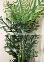 Areca Plant (PL1064) With Planter