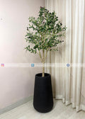 Olive Plant (PL1067) With Planter