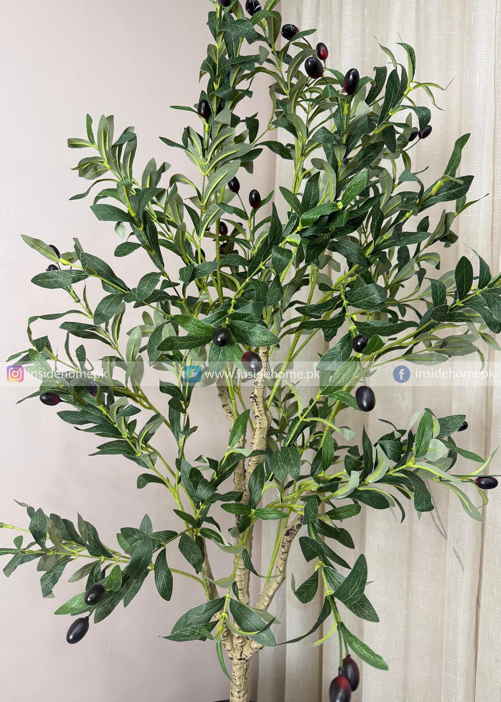 Olive Plant (PL1067) With Planter