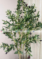 Olive Plant (PL1067) With Planter
