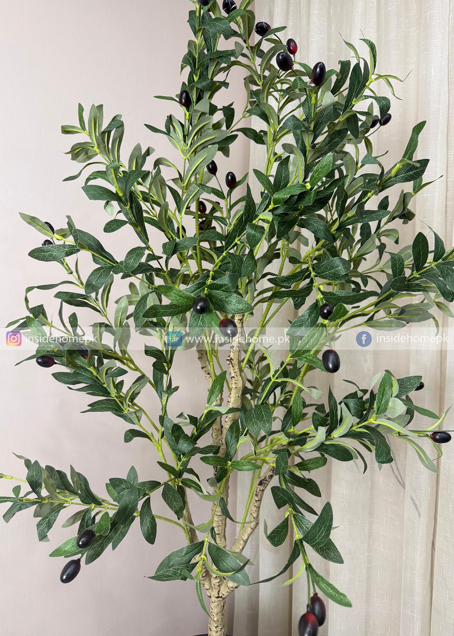 Olive Plant (PL1067) With Planter