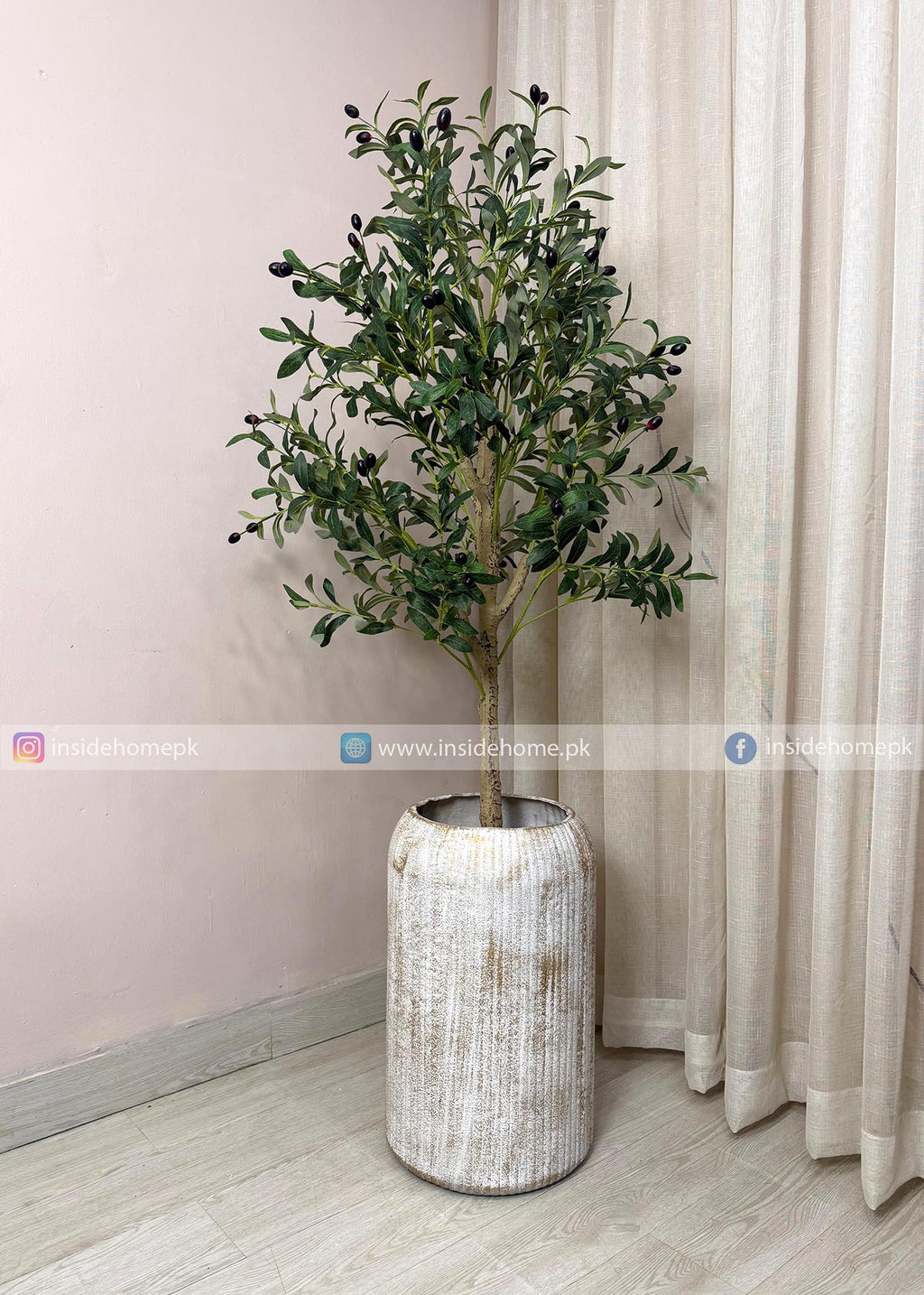Olive Plant (PL1068) With Planter