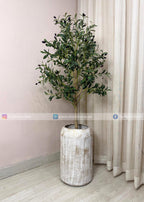 Olive Plant (PL1068) With Planter