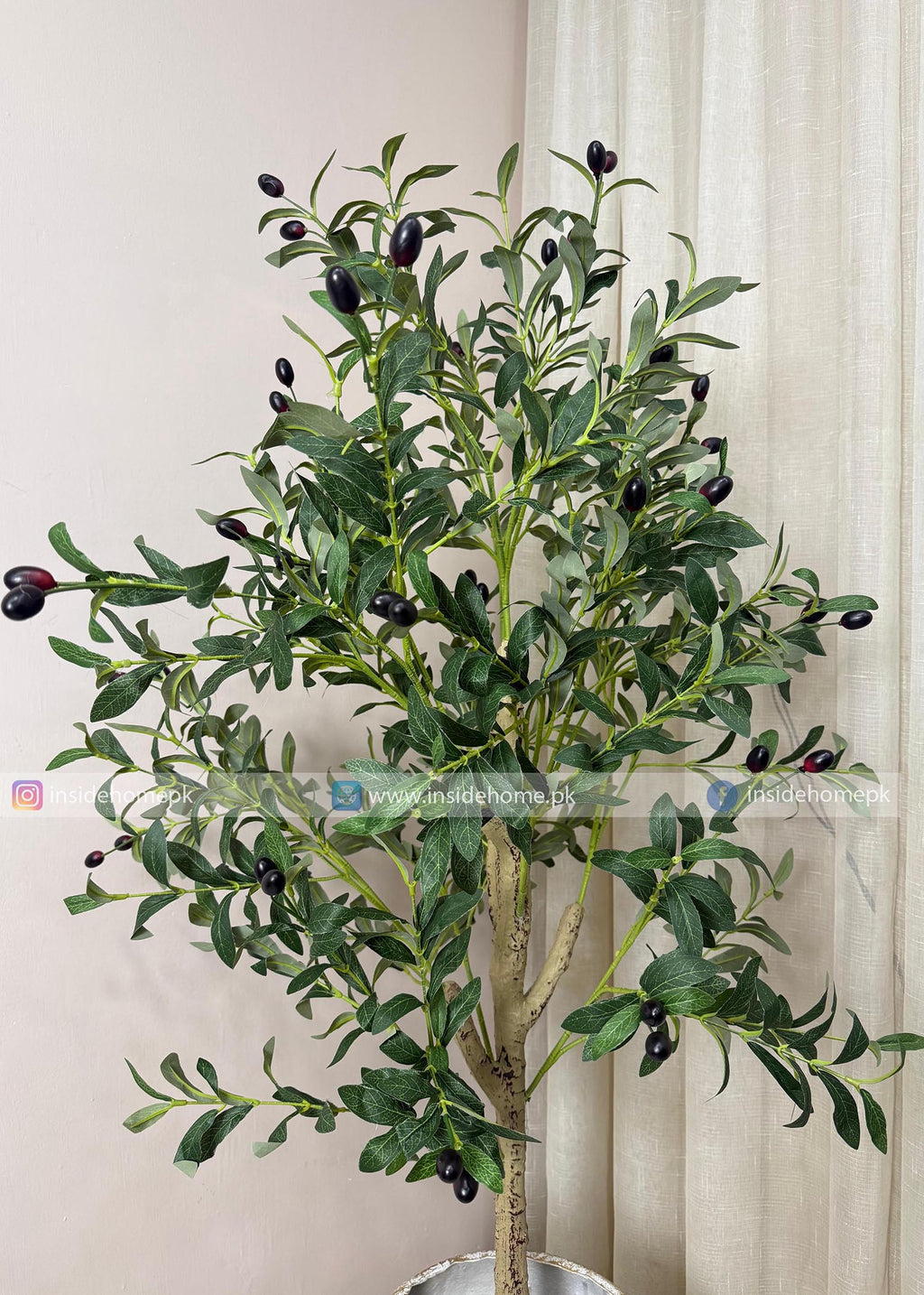 Olive Plant (PL1068) With Planter